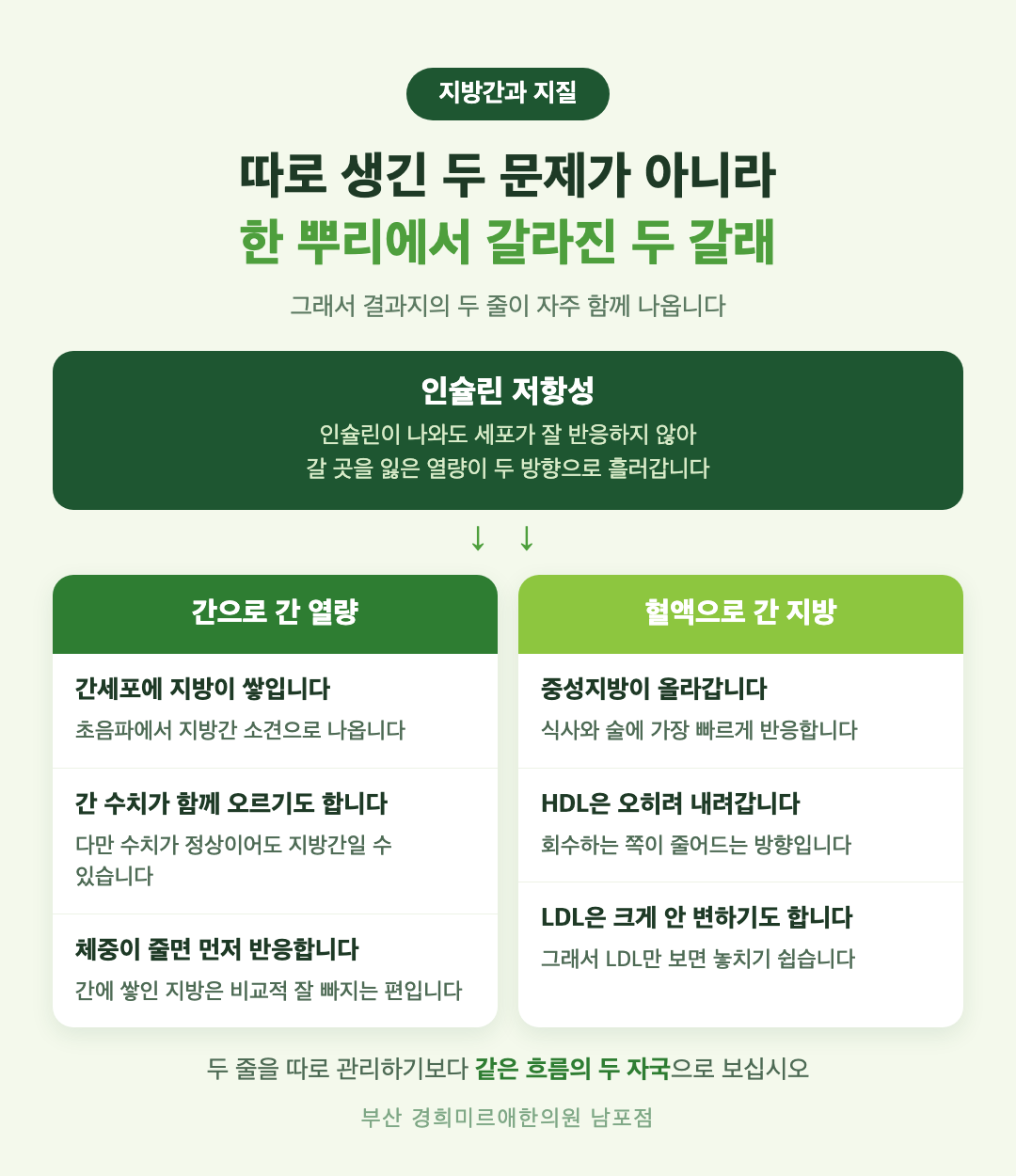 지방간과 이상지질혈증이 인슐린 저항성이라는 한 뿌리에서 갈라지는 과정 인포그래픽
